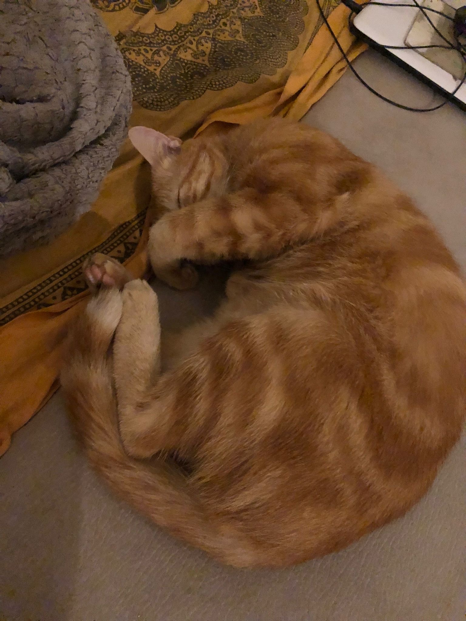 Profil de Stanislav, 18 ans, Trav à Saint-Gilbert