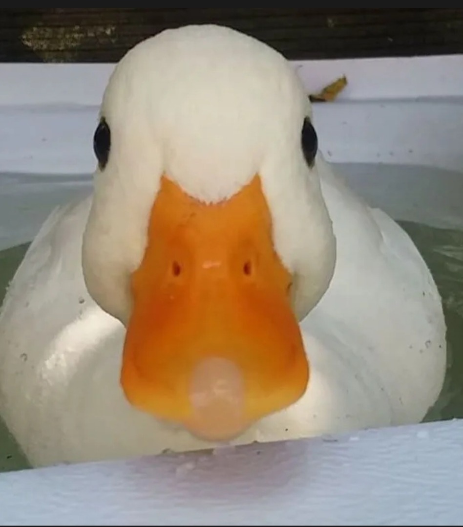 Profil de Azidine, 21 ans, Trav à Roxton Falls