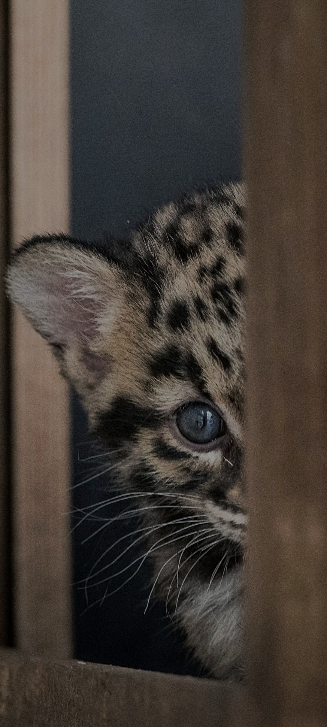 Profil de Azur, 40 ans, Trav à Normétal